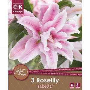 Lilium Roselily Isabella Oriental Double - 3 Bulbs