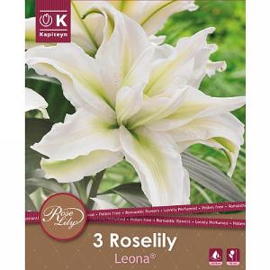 Lilium Roselily Leona Oriental Double - 3 Bulbs