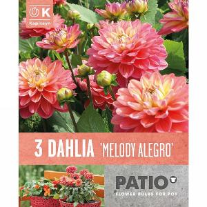 Dahlia Melody Allegro - 3 Bulbs