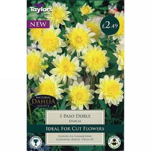 Dahlia Freya's Paso Doble - 1 Bulb