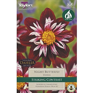 Dahlia Night Butterfly - 1 Bulb