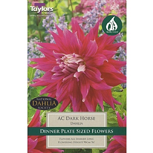 Dahlia AC Dark Horse - 1 Bulb