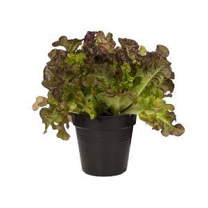 Elho Green Basics Growpot Starter Set (Set Of 10) - Living Black