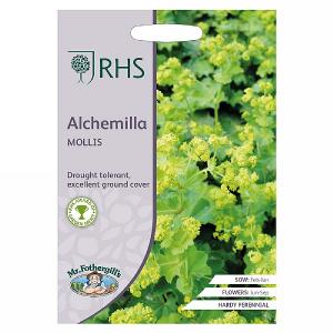 RHS Alchemilla Mollis Seeds