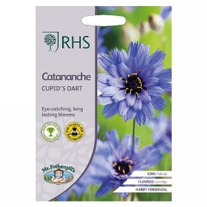 RHS Catananche Cupid's Dart Seeds