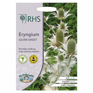 RHS Eryngium Silver Ghost Seeds