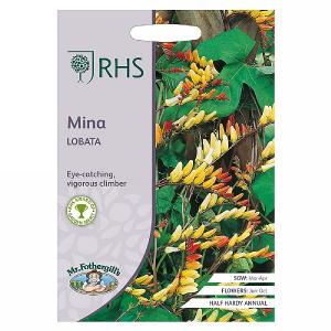 RHS Mina lobata Seeds