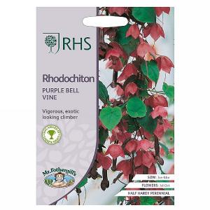RHS Rhodochiton Purple Bell Vine Seeds