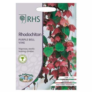 RHS Rhodochiton Purple Bell Vine Seeds