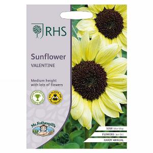 RHS Sunflower Valentine Seeds