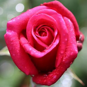 Timeless Charisma Hybrid Tea Rose 4L