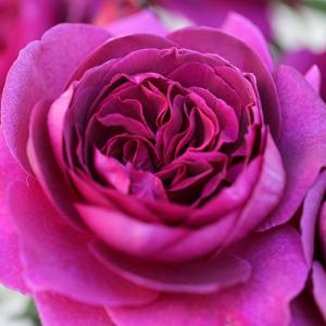 Timeless Purple Hybrid Tea Rose 4L