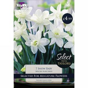 Narcissus Snow Baby (7 Bulbs)