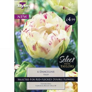 Tulip Danceline (6 Bulbs)