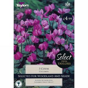 Cyclamen Coum (3 Bulbs)