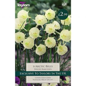 Narcissus Arctic Bells (6 Bulbs)