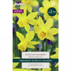 Narcissus Yellow Sailboat (8 Bulbs)