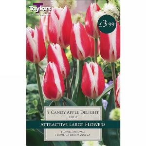 Tulip Candy Apple Delight (6 Bulbs)
