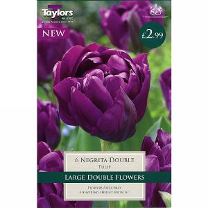 Tulip Negrita Double (6 Bulbs)