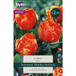 Tulip Orca (6 Bulbs)