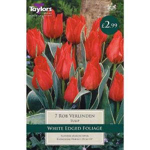 Tulip Rob Verlinden (8 Bulbs)