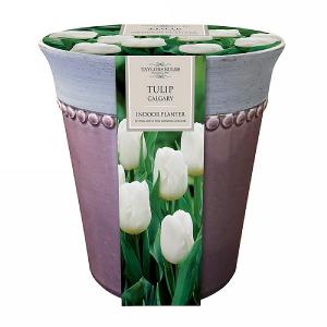 Tulip Calgary Indoor Ceramic Planter (3 Bulbs)