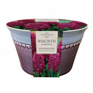 Hyacinth Woodstock Indoor Planter (3 Bulbs)