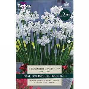 Narcissus Paperwhite Grandiflora (4 Bulbs)