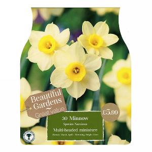 Narcissus Minnow (30 Bulbs)