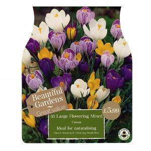 Crocus Large Flowered Mixed (35 Bulbs)