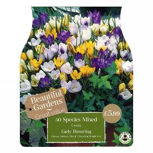 Crocus Species Mixed (50 Bulbs)