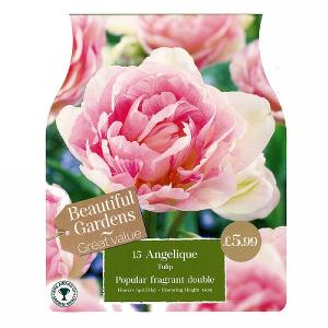 Tulip Angelique (15 Bulbs)
