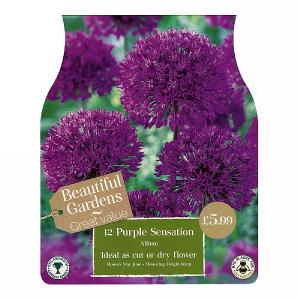 Allium Purple Sensation (12 Bulbs)