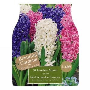 Hyacinths Mixed (10 Bulbs)