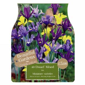 Iris Dwarf Mixed (40 Bulbs)