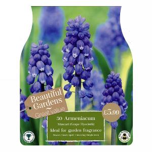 Muscari Armeniacum (50 Bulbs)