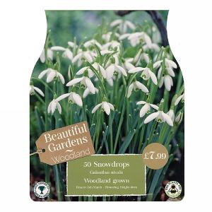 Woodland Grown Snowdrops (50 Bulbs)