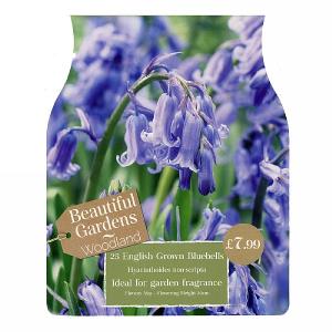 English Grown Bluebells (25 Bulbs)