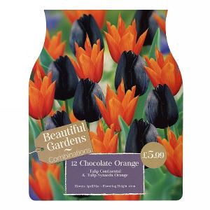 Chocolate Orange Combi Pack (12 Bulbs)