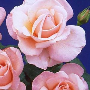 Happy Pearl Wedding Hybrid Tea Rose 3L