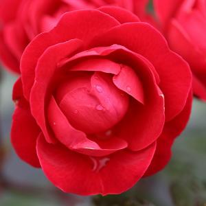 Precious Ruby Floribunda Rose 3L