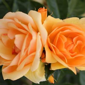 Queen Bee Floribunda Rose 3L