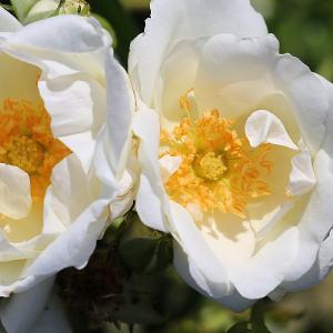 White Star Climbing Rose 4L