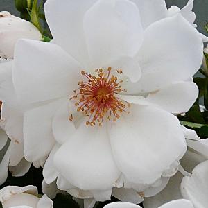 Starlight Symphony Climbing Rose 4L