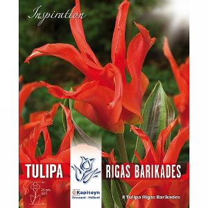 Tulip Fosteriana Rigas Barikades (8 Bulbs)