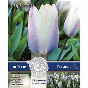 Tulip Darwin Hybrid Fremont (10 Bulbs)