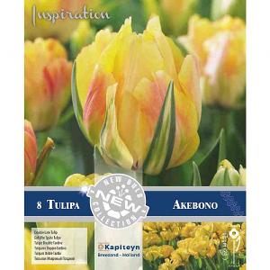 Tulip Double Late Akebono (8 Bulbs)