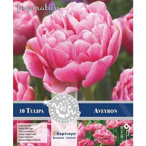 Tulip Double Late Aveyron (10 Bulbs)
