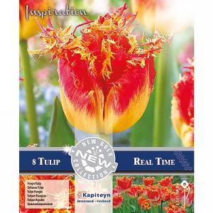 Tulip Fringed Real Time (8 Bulbs)