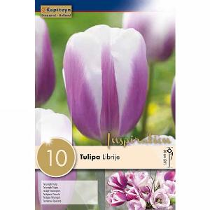Tulip Triumph Librije (10 Bulbs)